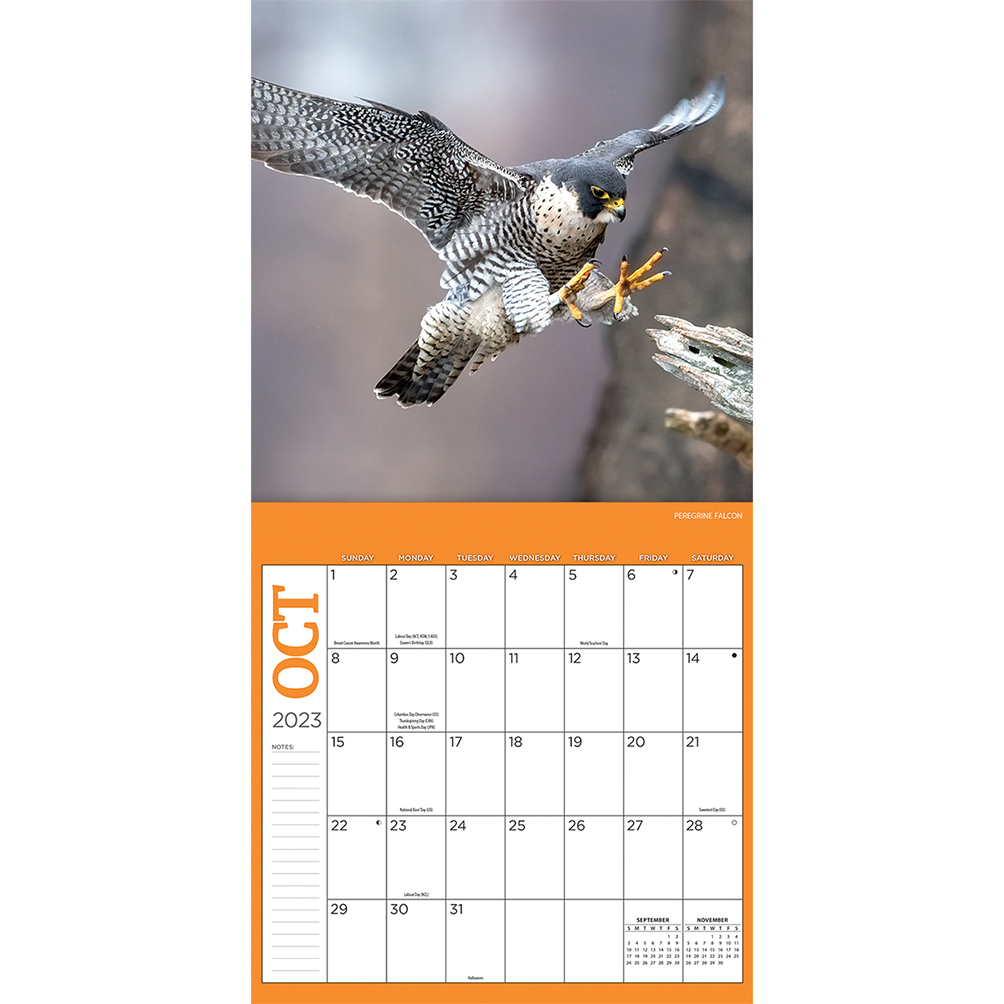 Birds of Prey kalender Notes&gifts