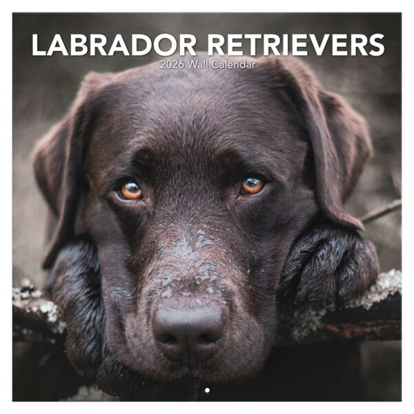 Labrador retrievers kalender 2026