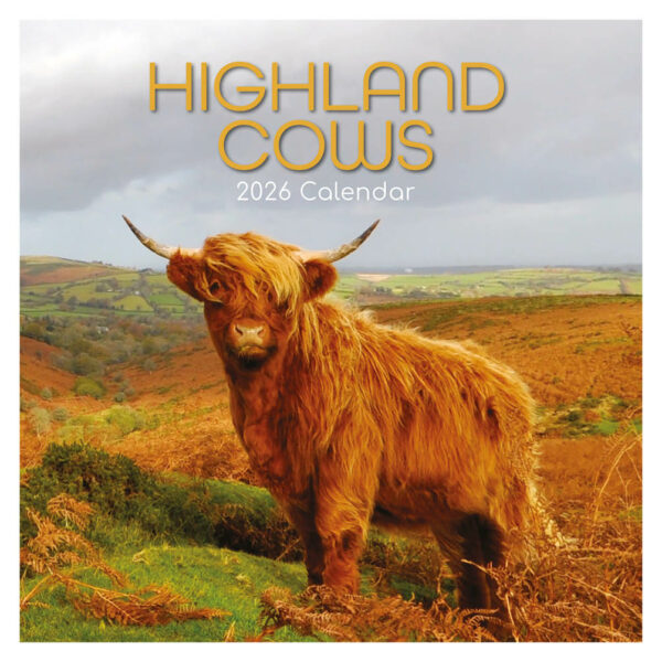 Highland Cows kalender 2026