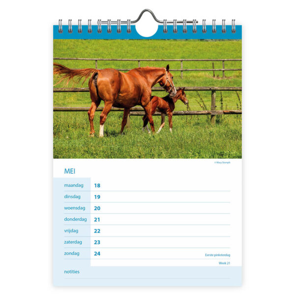 Paarden WEEKnotitiekalender 2026 - Afbeelding 2