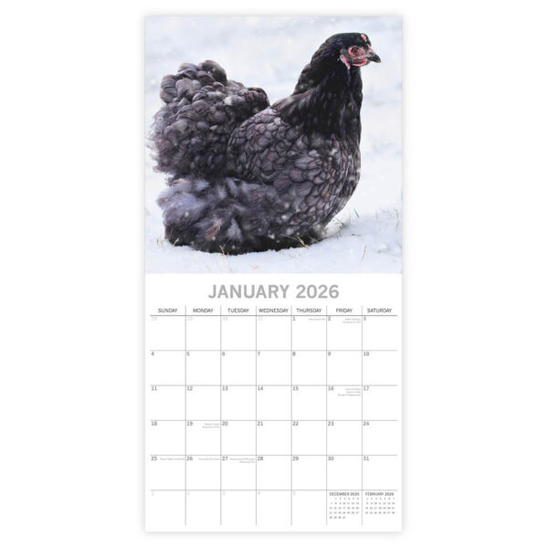 Chickens kalender 2026 - Afbeelding 2