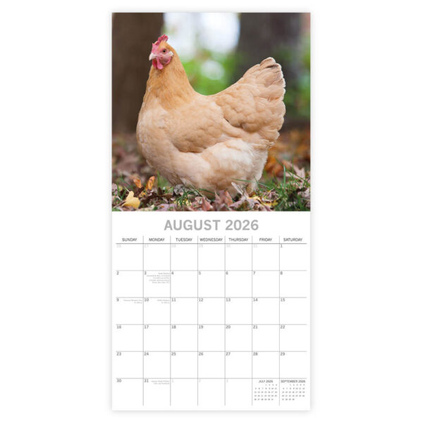 Chickens kalender 2026 - Afbeelding 3