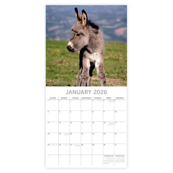 Donkeys kalender 2026 - Afbeelding 2