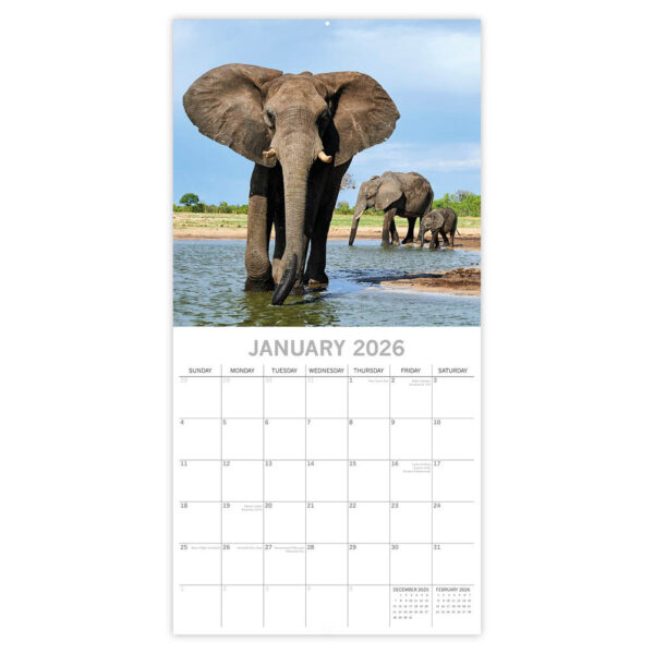 Elephants kalender 2026 - Afbeelding 2