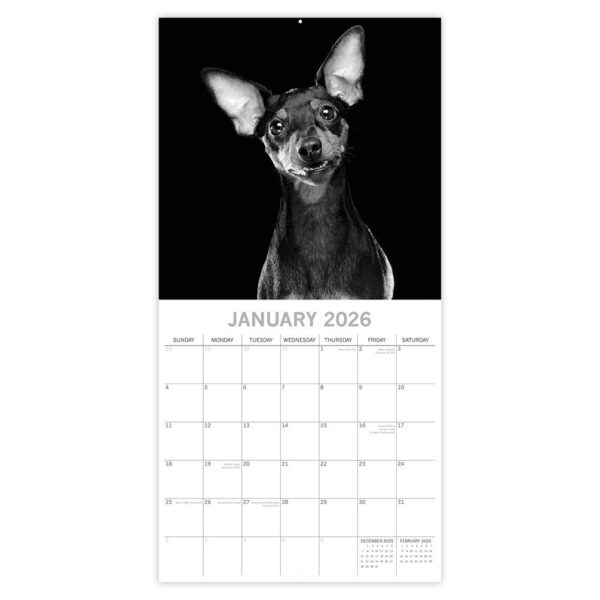 Dog Portraits 2026 - Afbeelding 2
