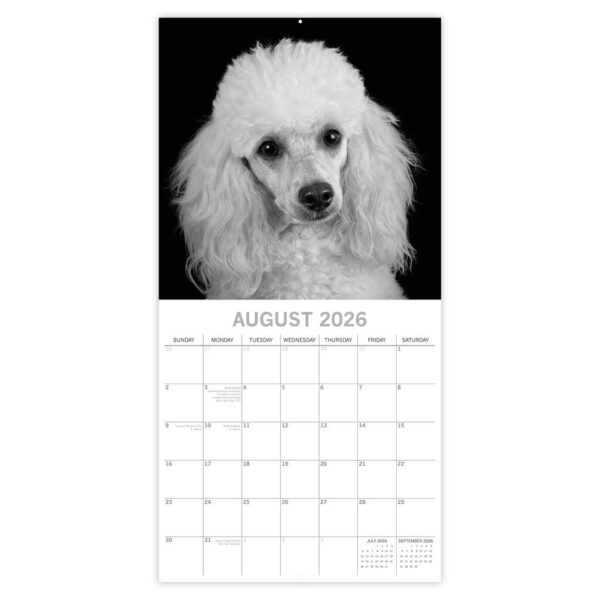 Dog Portraits 2026 - Afbeelding 3