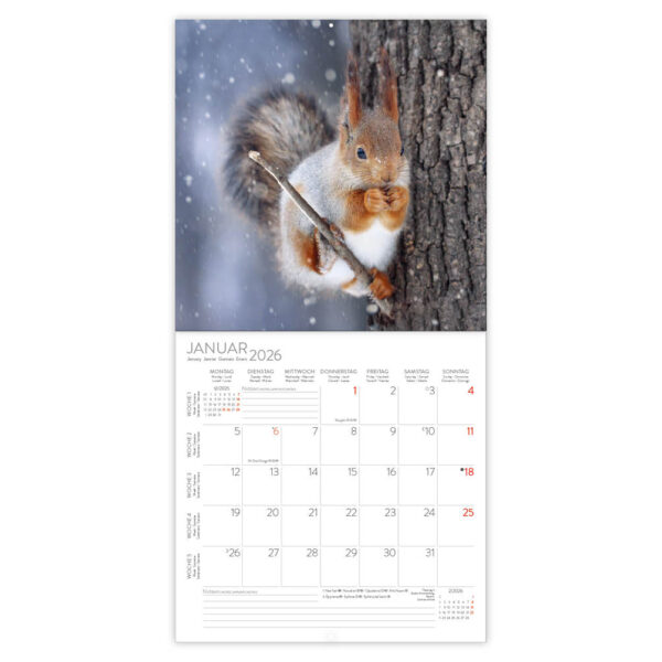 Squirrels 2026 - Afbeelding 2