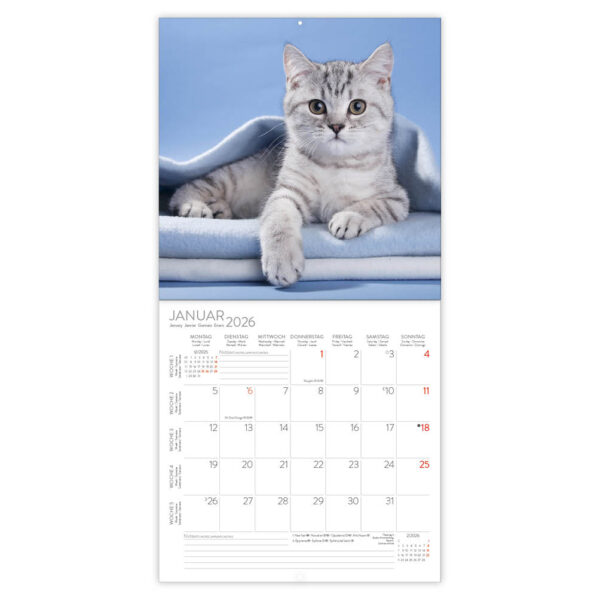 Cats kalender 2026 - Afbeelding 2