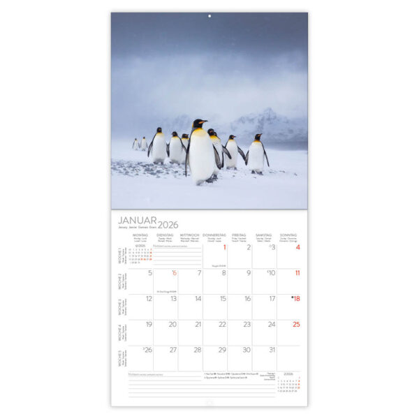 Pinguins 2026 - Afbeelding 2
