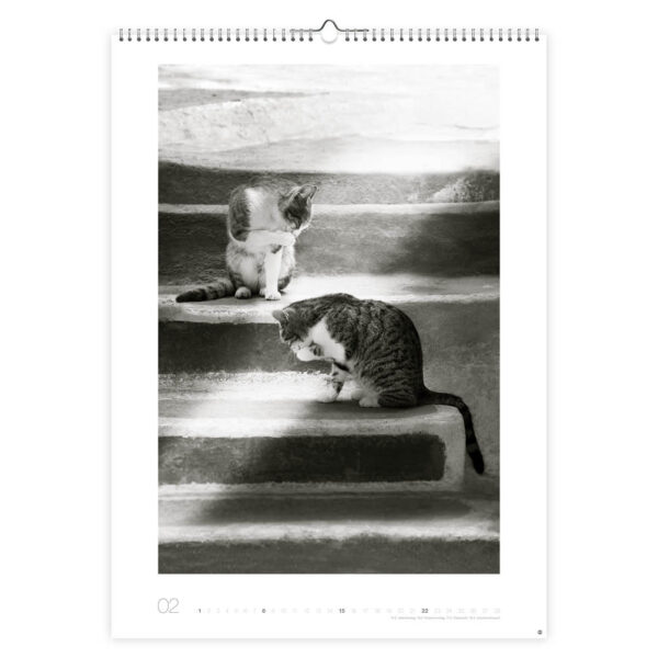 Cats zw/w  kalender 2026 - Afbeelding 2