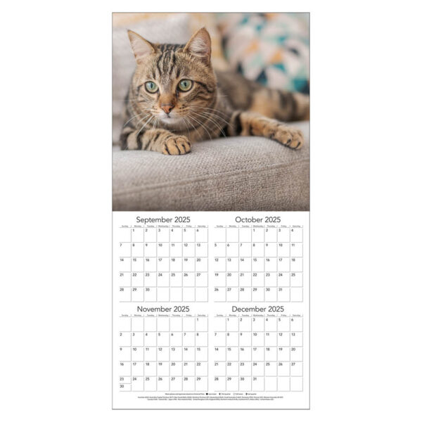 Cats kalender 2026 - Afbeelding 2