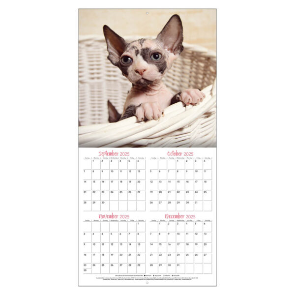 Curious Kittens kalender 2026 - Afbeelding 2