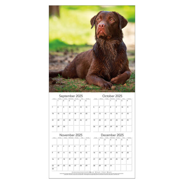 Labrador retrievers kalender 2026 - Afbeelding 2