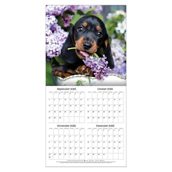 Playful Puppies kalender 2026 - Afbeelding 2