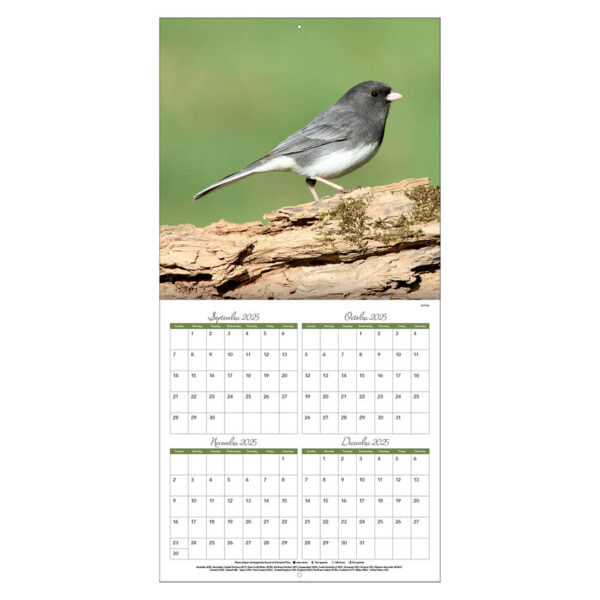 Songbirds kalender 2026 - Afbeelding 2