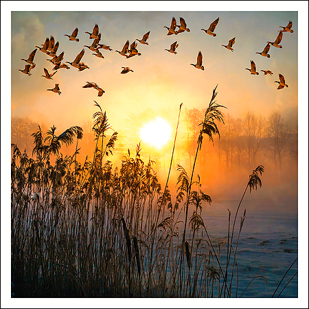 Art Revisited kaarten medium