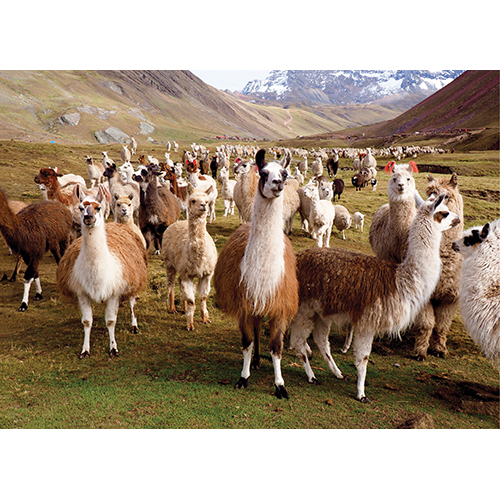 Puzzel Peter Pauper Llamas * - Afbeelding 3