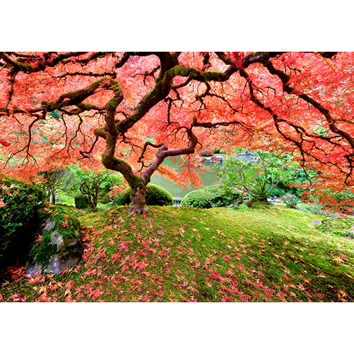 Puzzel Peter Pauper Japanese Maple Tree * - Afbeelding 3