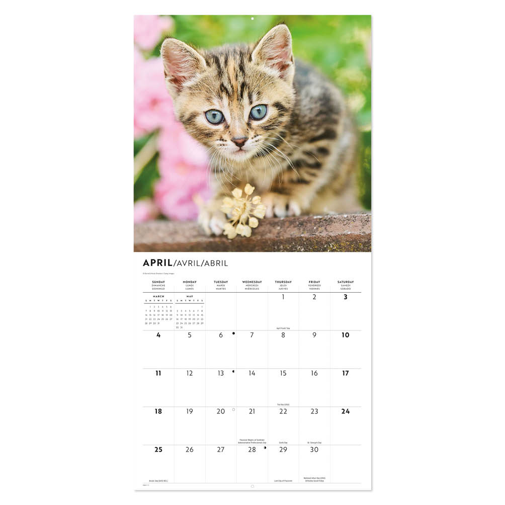 Kittens kalender 2027 - Afbeelding 2